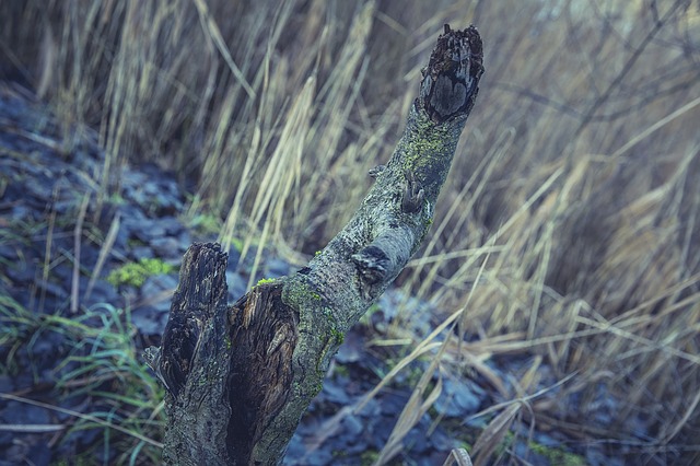 Image by Markus Spiske from Pixabay