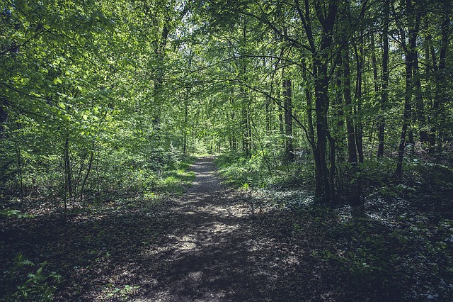 Image by Markus Spiske from Pixabay