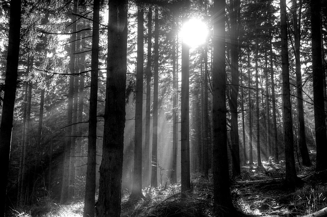 Image by junko from Pixabay