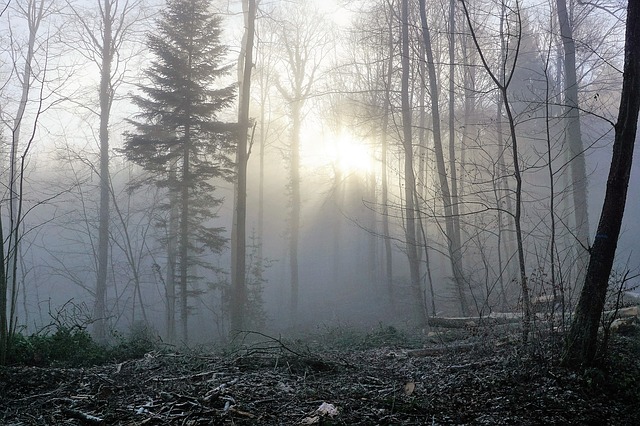 Image by photosforyou from Pixabay