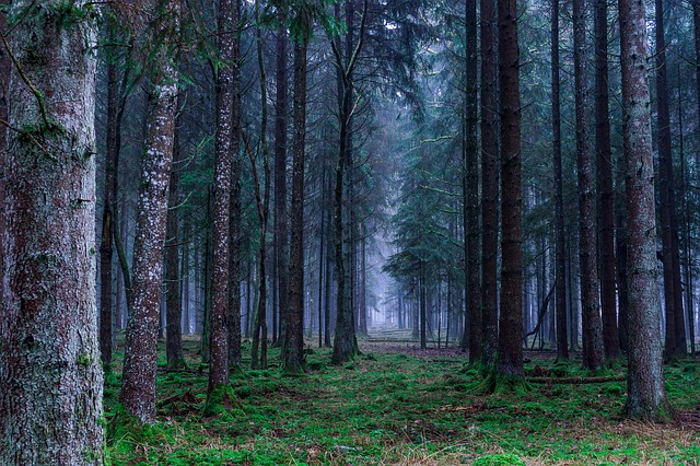 Image by Florian Kurz from Pixabay