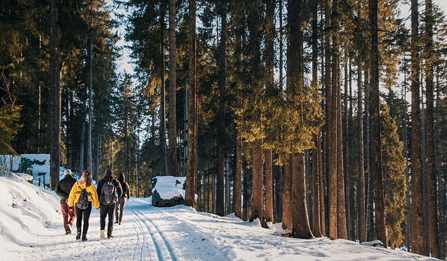 Image by Lukas Bieri from Pixabay