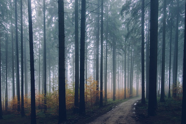 Image by Pexels from Pixabay