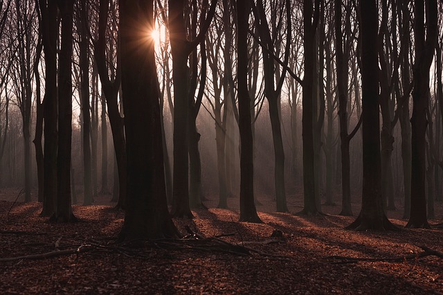 Image by Public Co from Pixabay