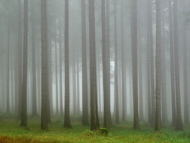 Image by Ka_Q from Pixabay