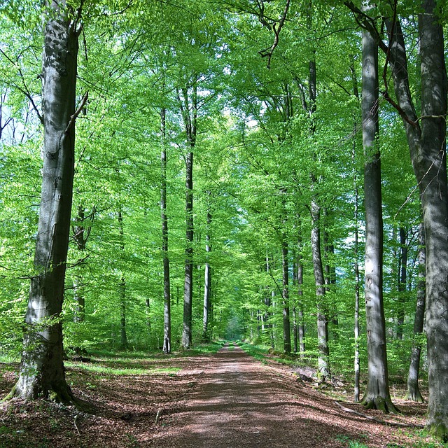Image by Martin Löw from Pixabay