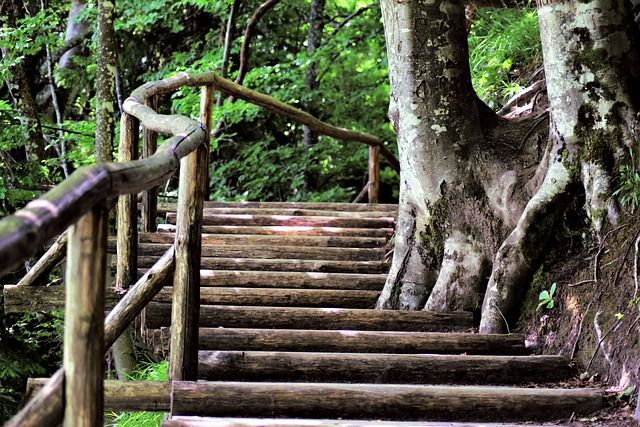 Image by TheoRivierenlaan from Pixabay