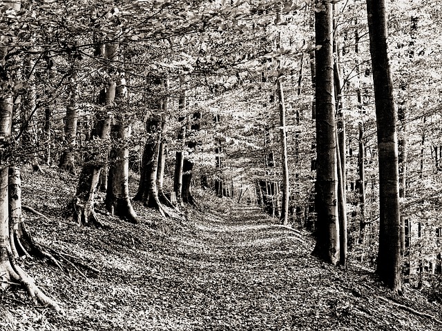 Image by Axel Mali. from Pixabay