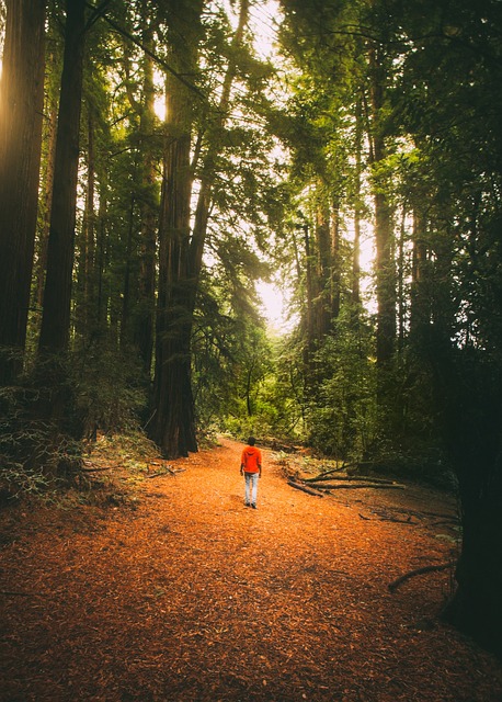 Image by StockSnap from Pixabay