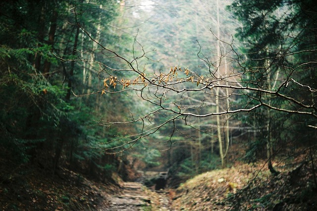 Image by StockSnap from Pixabay