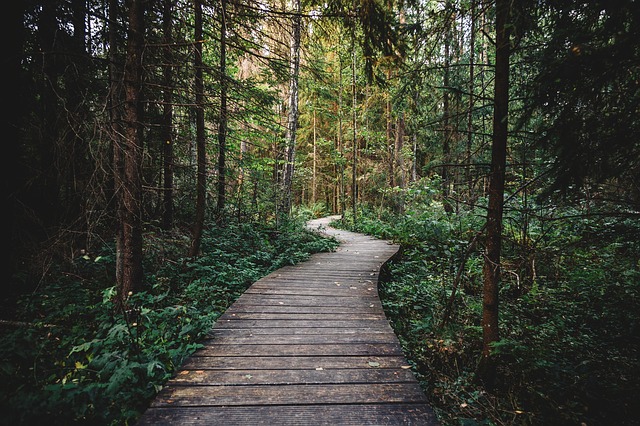 Image by StockSnap from Pixabay