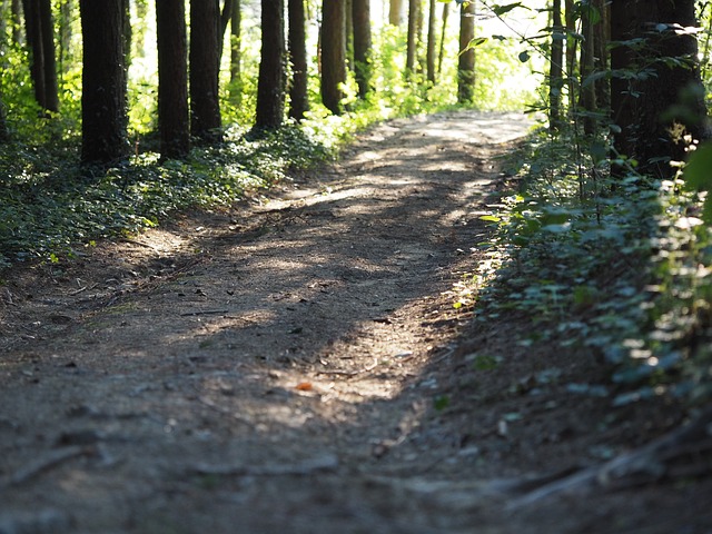 Image by Ratfink1973 from Pixabay