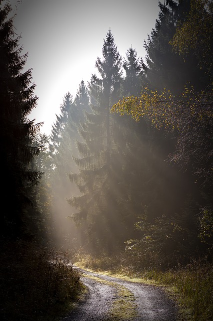Image by marla66 from Pixabay