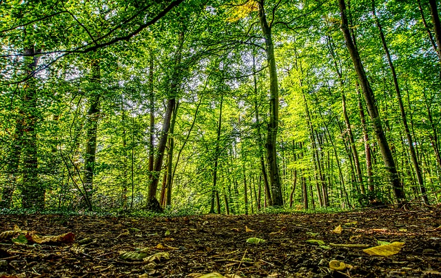Image by Markus Distelrath from Pixabay