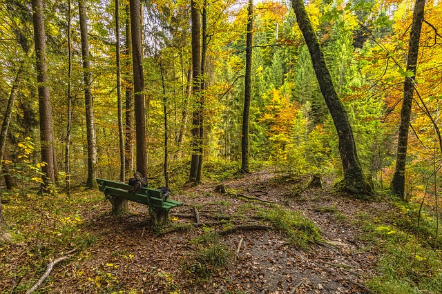 Image by O12 from Pixabay