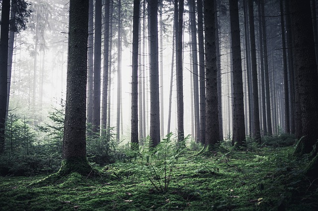 Image by Thilo Becker from Pixabay
