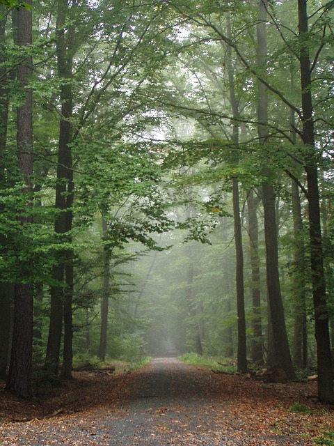 Image by Michael Stolze from Pixabay