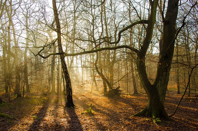 Image by PublicDomainPictures from Pixabay