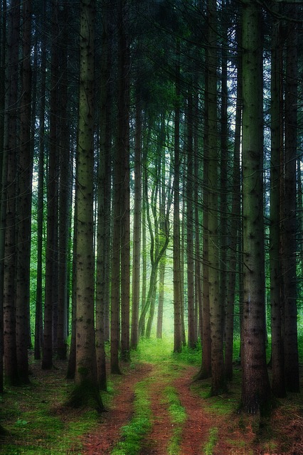Image by Johannes Plenio from Pixabay