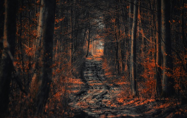 Image by jwvein from Pixabay