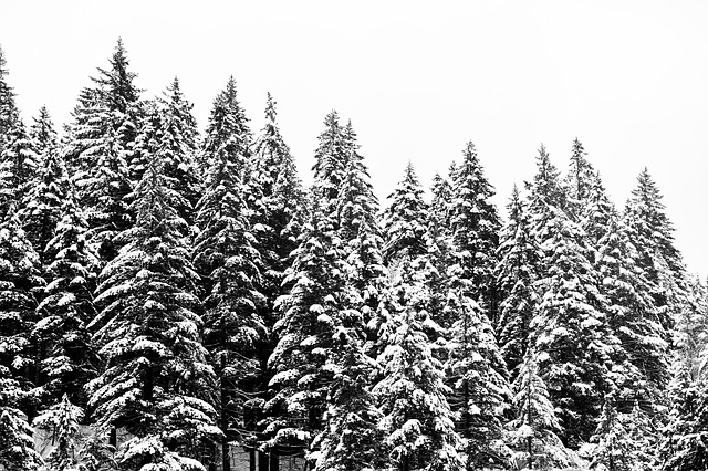 Image by doublecmoney from Pixabay