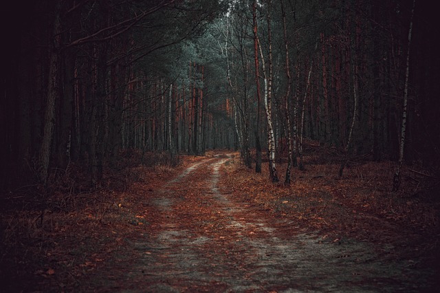 Image by jwvein from Pixabay