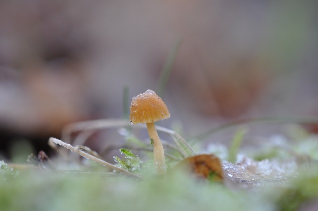 Image by Wendy Baars from Pixabay