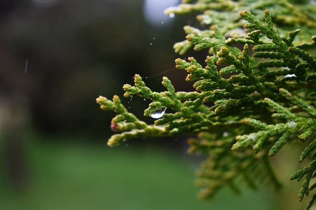 Image by ICiprian from Pixabay