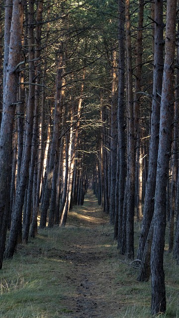 Image by Mateusz Grabowski from Pixabay