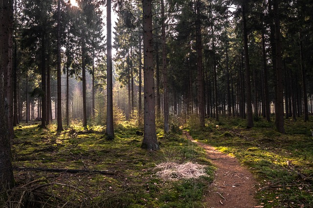 Image by Matthias Groeneveld from Pixabay