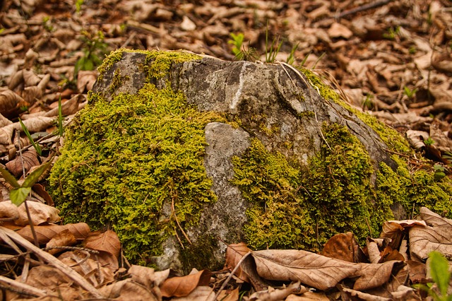 Image by Lisa eppinger from Pixabay