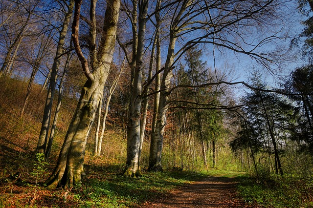 Image by Albrecht Fietz from Pixabay