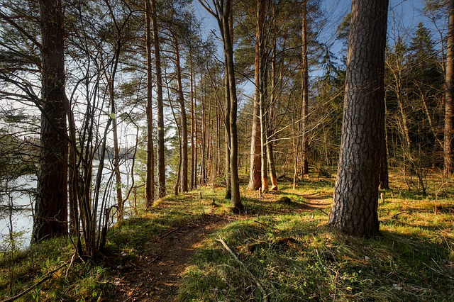 Image by Albrecht Fietz from Pixabay