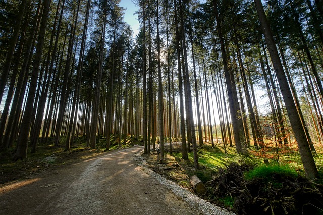 Image by Albrecht Fietz from Pixabay