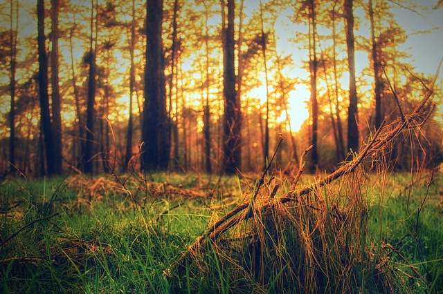 Image by Thorsten Töller from Pixabay
