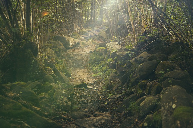 Image by SplitShire from Pixabay