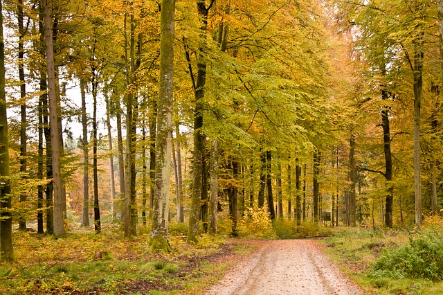 Image by Michael Schwarzenberger from Pixabay