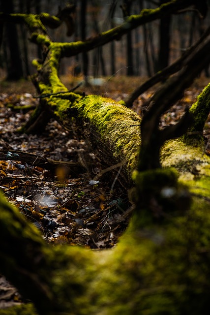 Image by Thomas Hendele from Pixabay