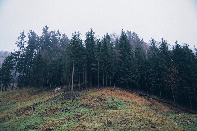 Image by Free-Photos from Pixabay