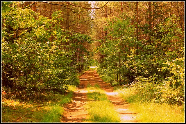 Image by paulaqrool0 from Pixabay