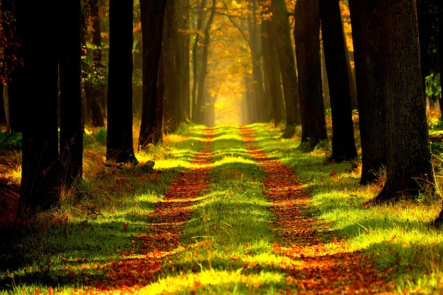 Image by Radosław Cieśla from Pixabay