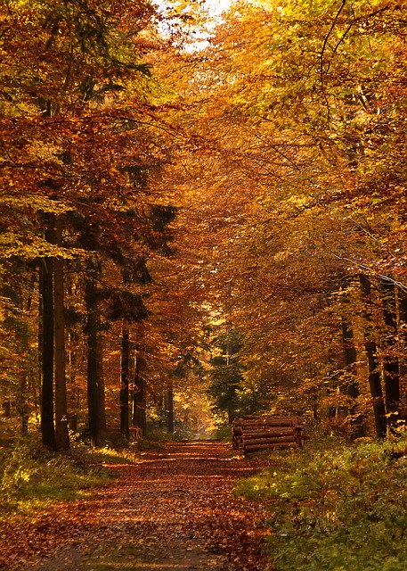 Image by Foto-Rabe from Pixabay