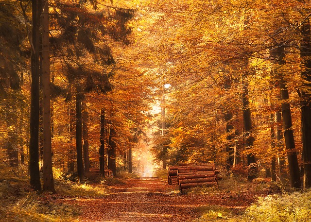 Image by Foto-Rabe from Pixabay
