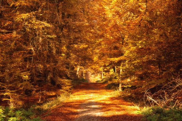 Image by Foto-Rabe from Pixabay