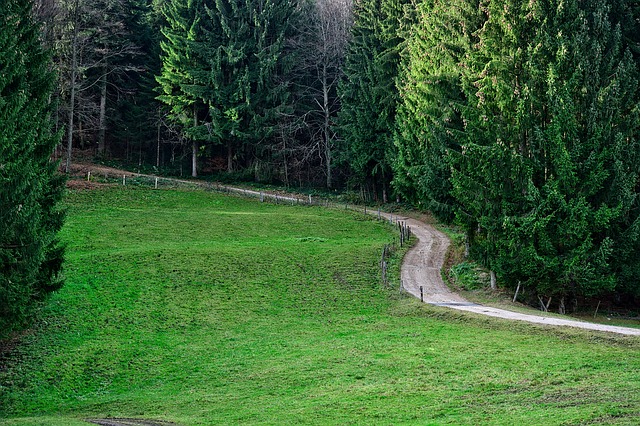 Image by Manfred Antranias Zimmer from Pixabay