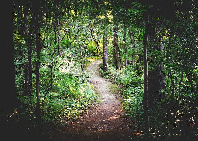 Image by Free-Photos from Pixabay