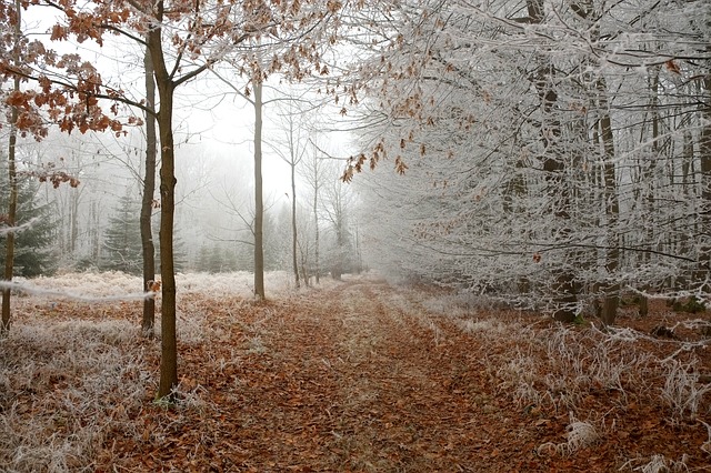 Image by Holger Schué from Pixabay