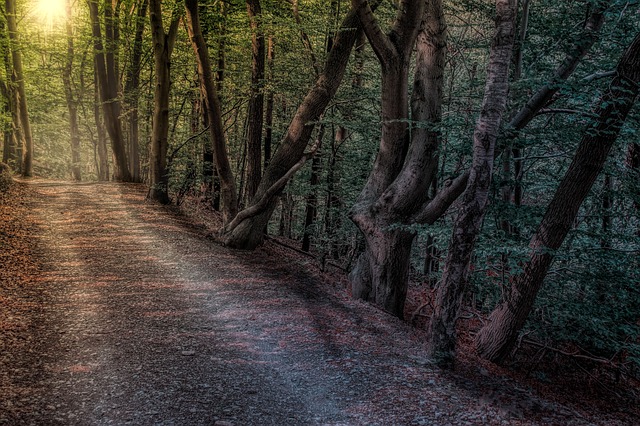 Image by Reinhold Silbermann from Pixabay