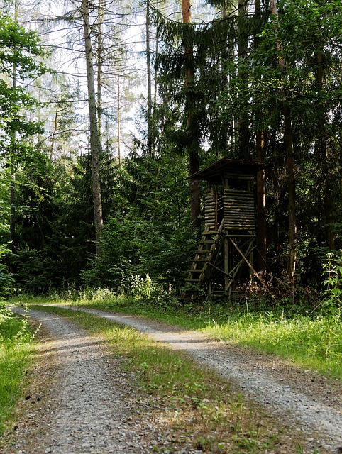Image by BsxXde-foTo from Pixabay