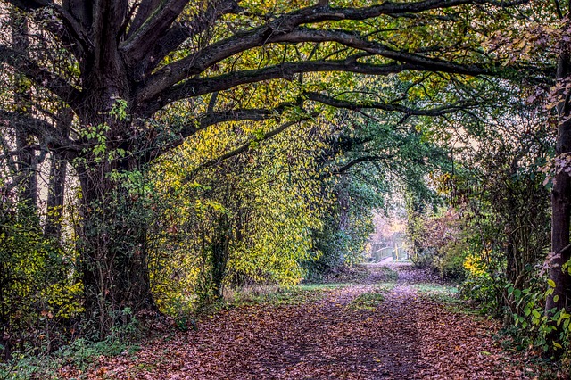 Image by Markus Distelrath from Pixabay